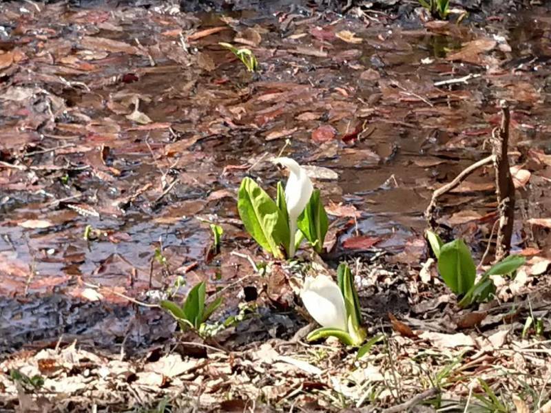 20180404 仁田沼水芭蕉 20180404 仁田沼水芭蕉
