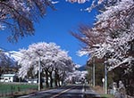 La cerise fleurit dans Tsuchiyu