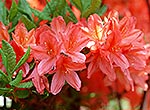 Rhododendrons kaempferi