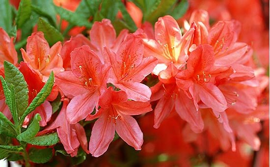 Rhododendrons kaempferi