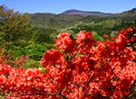 杜鹃花山