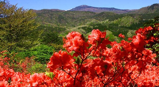 杜鹃花山