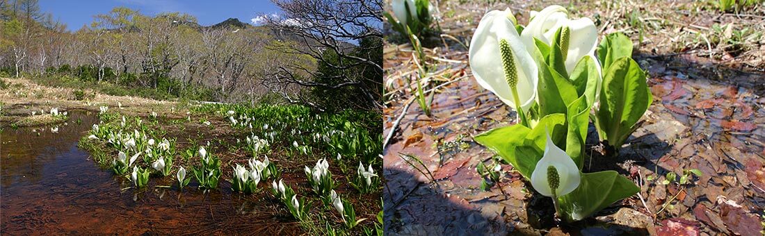 Mizubasyo (Japanese Skunk Cabbage)