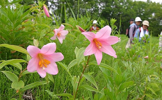 Lilium Rubellums