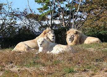 野生王國東北野生動物園