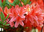 Mountain Azaleas