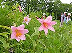 Lilium Rubellums