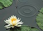 Water lilies