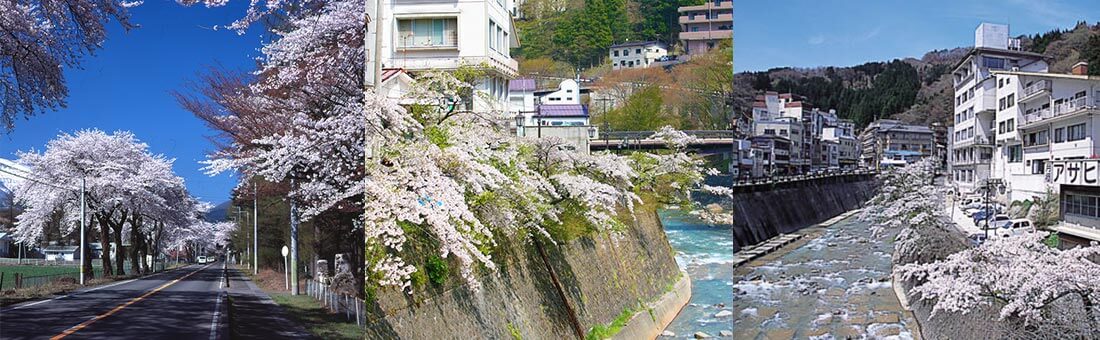 Cherry Blossoms in Tsuchiyu