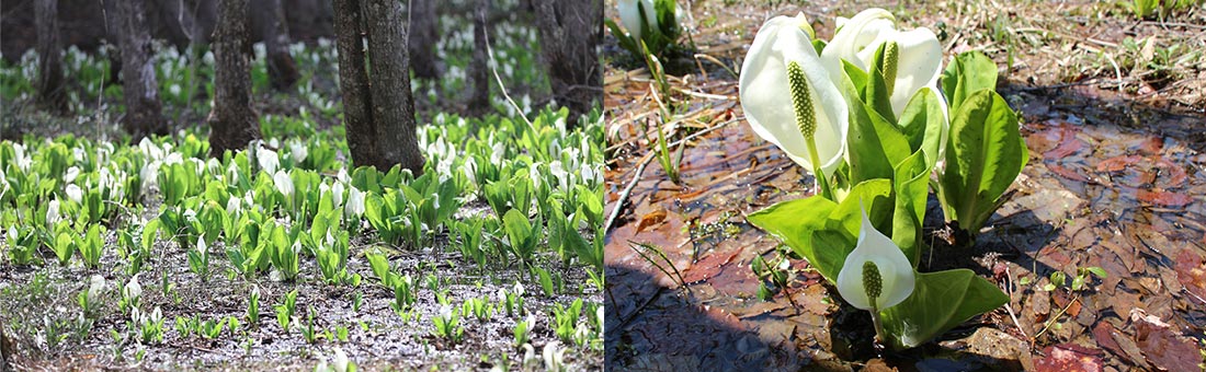 Mizubasyo (Japanese Skunk Cabbage)