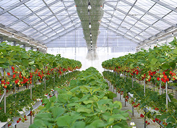 Shiki No Sato Strawberry Picking