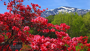 つつじ山公園